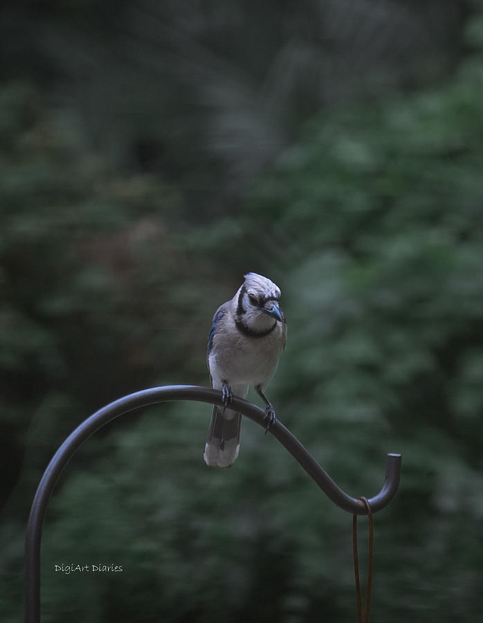 Ghost Flight of Blue Jay Photograph by DigiArt Diaries by Vicky B Fuller