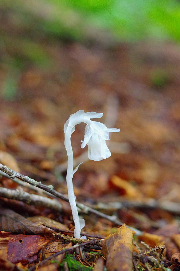 Ghost Flower Photograph by Aaron Rushin - Fine Art America