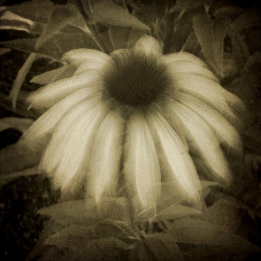 Ghost Flower Photograph by Patricia Strand