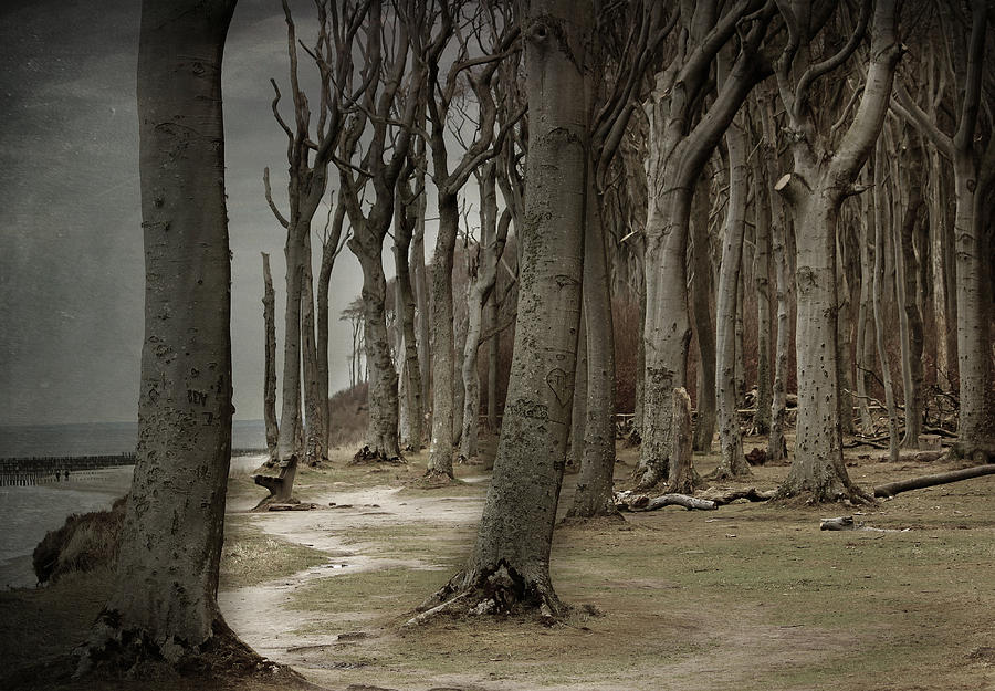 Ghost Forest Photograph by Heike Hultsch