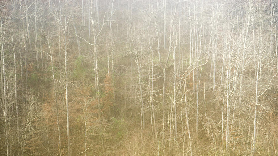 Ghost Forest Lacy Fork Kentucky Photograph by Douglas Barnett