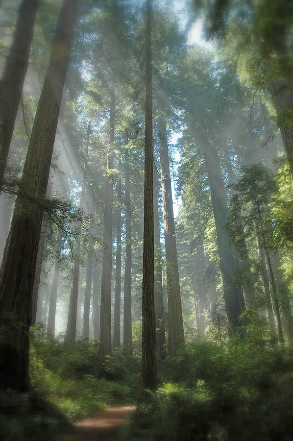 Ghost Forest Photograph by Lee Amerson