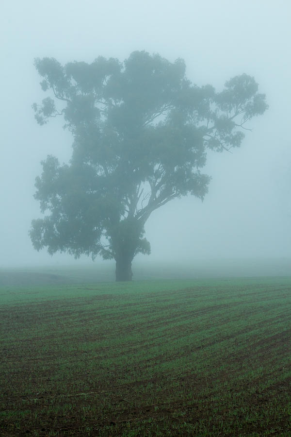 Ghost Gum Photograph by Nicholas Blackwell