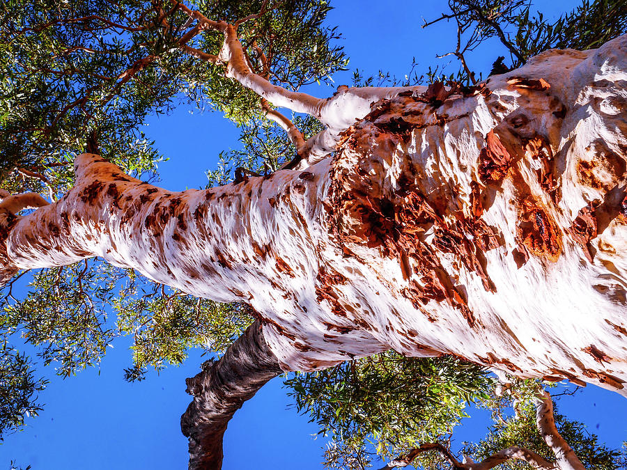 Ghost Gum Tree #2 - Kings Canyon, Australia Photograph by Lexa Harpell