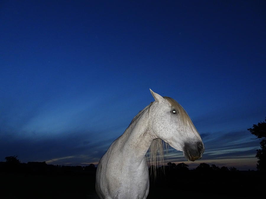 Ghost Horse Photograph by Susan Baker