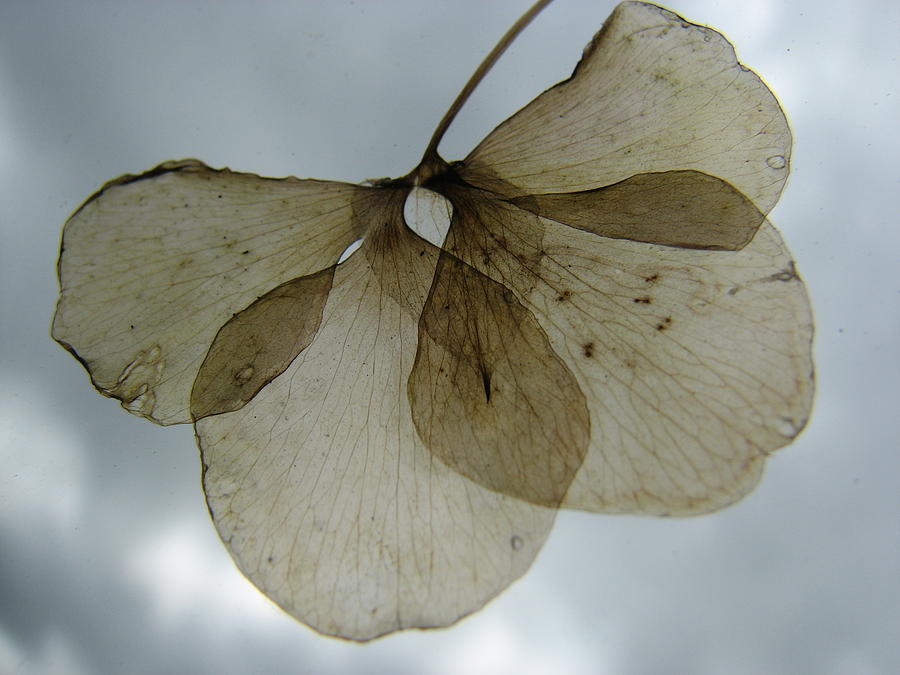 Ghost of a Flower  Photograph by Mary Ellen Mueller Legault