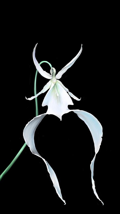 Orchid Digital Art - Ghost Orchid by Jessica E Hayes