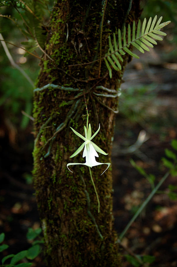 Orchid Photograph - Ghost Orchid of the Fakahatchee Strand by Richard Leighton