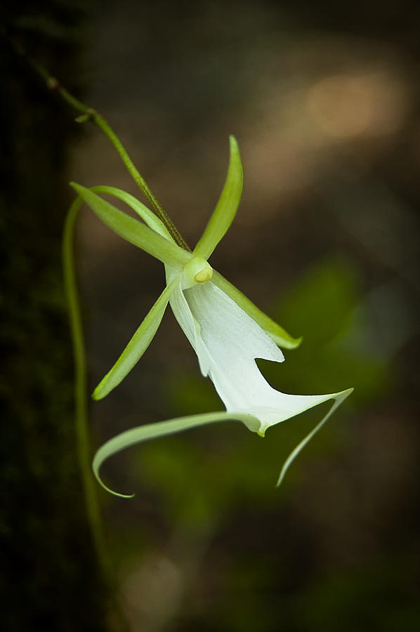 Orchid Photograph - Ghost Orchid  by Richard Leighton