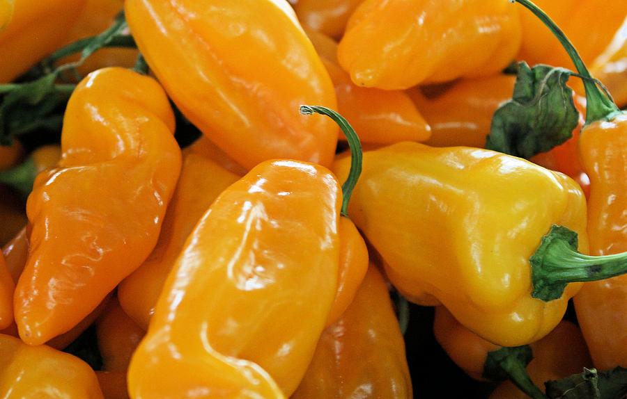 Ghost Peppers Photograph by Kristin Elmquist