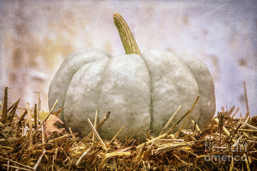 Ghost Pumpkin Photograph