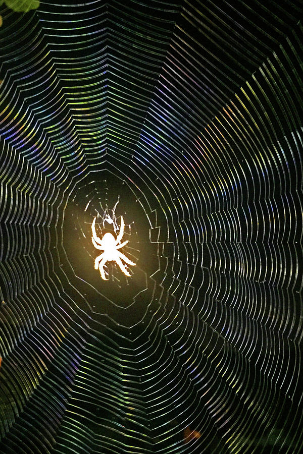 Ghost Spider Photograph by Shoal Hollingsworth