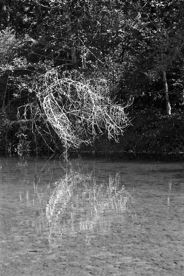 Ghost Tree Photograph