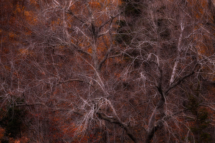 Ghost Tree Photograph by Irwin Barrett