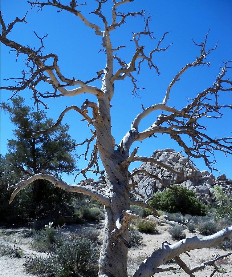 Ghost Tree Photograph by Kathleen Maconachy