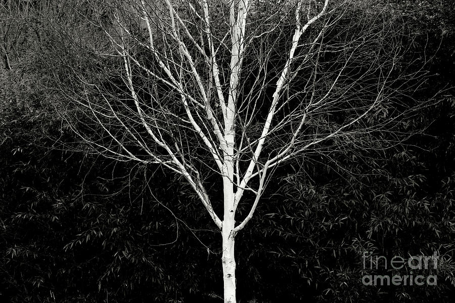 Ghost Tree Photograph by Nicholas Burningham