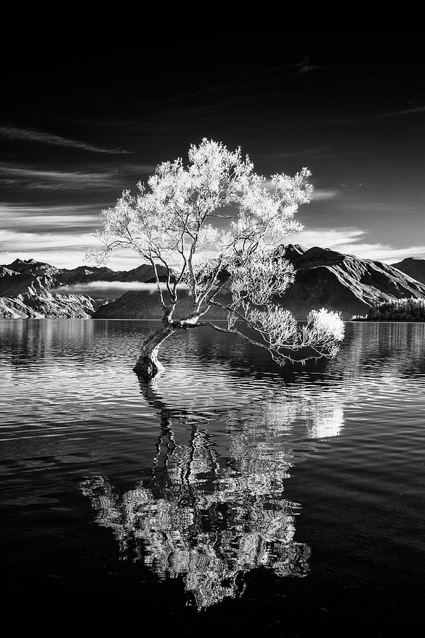 Mountain Photograph - Ghost Tree by Russ Dixon