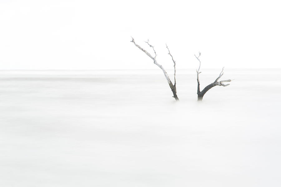 Ghost Tree Photograph by Stefan Mazzola