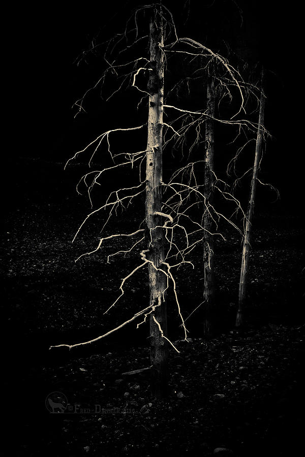 Ghost Trees Photograph by Fred Denner