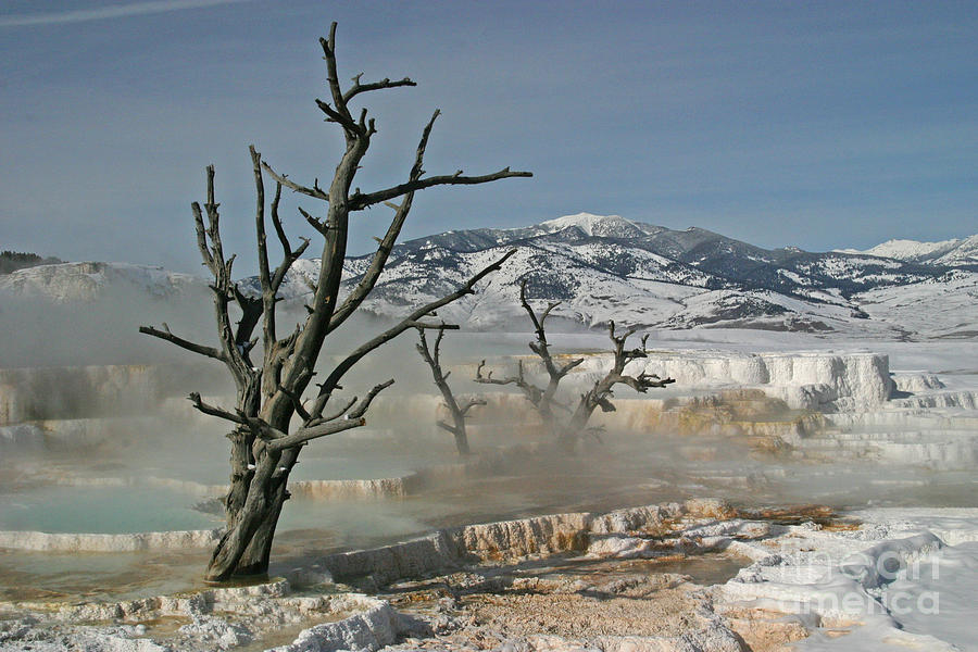 Ghost Trees Photograph by Katie LaSalle-Lowery