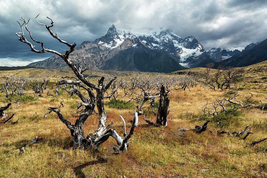 Ghost Trees of Patagonia by Stuart Gordon Ghost Trees of Patagonia by Stuart Gordon