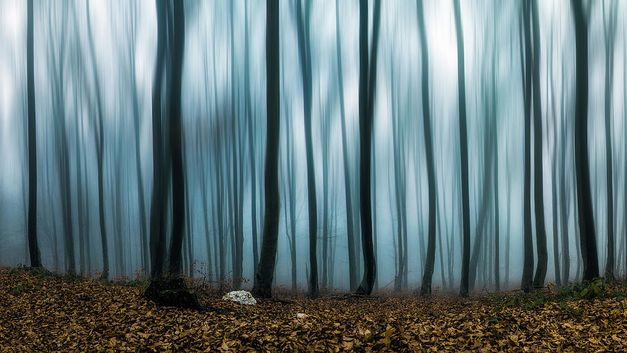 Ghost trees  Photograph by Plamen Petkov