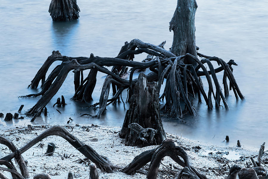 New Orleans Photograph - New Orleanss Ghostly Cypress Knees in Lake Ponchartrain by Kay Brewer