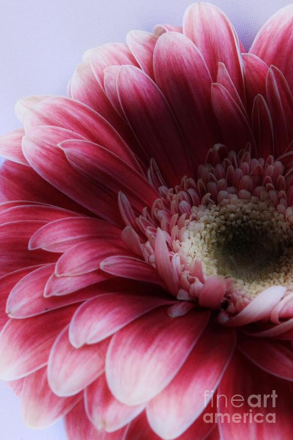 Ghostly Gerbera Photograph by Clare Bevan
