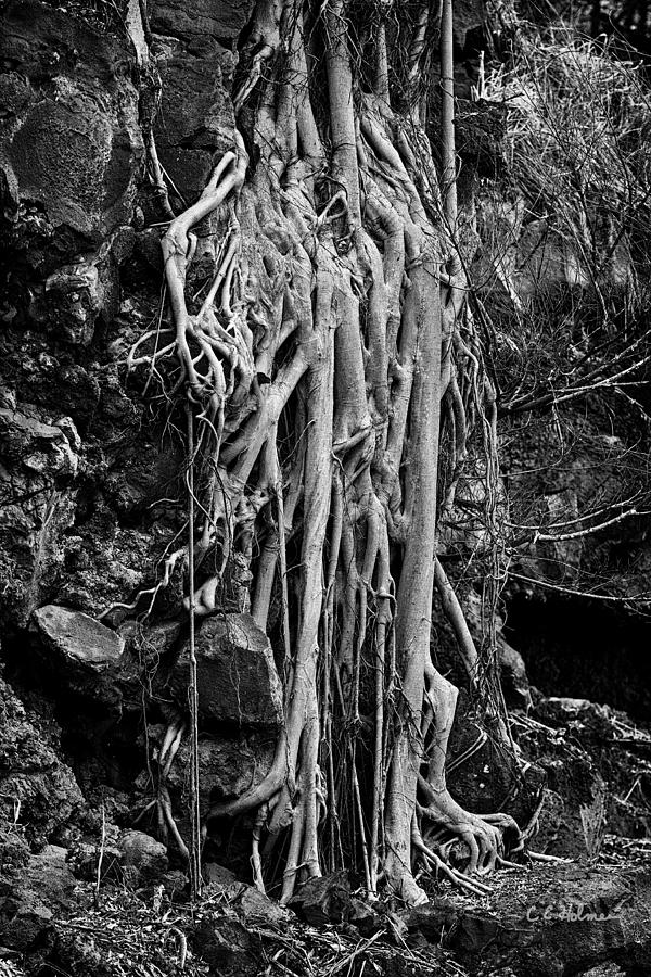Ghostly Roots - BW Photograph by Christopher Holmes
