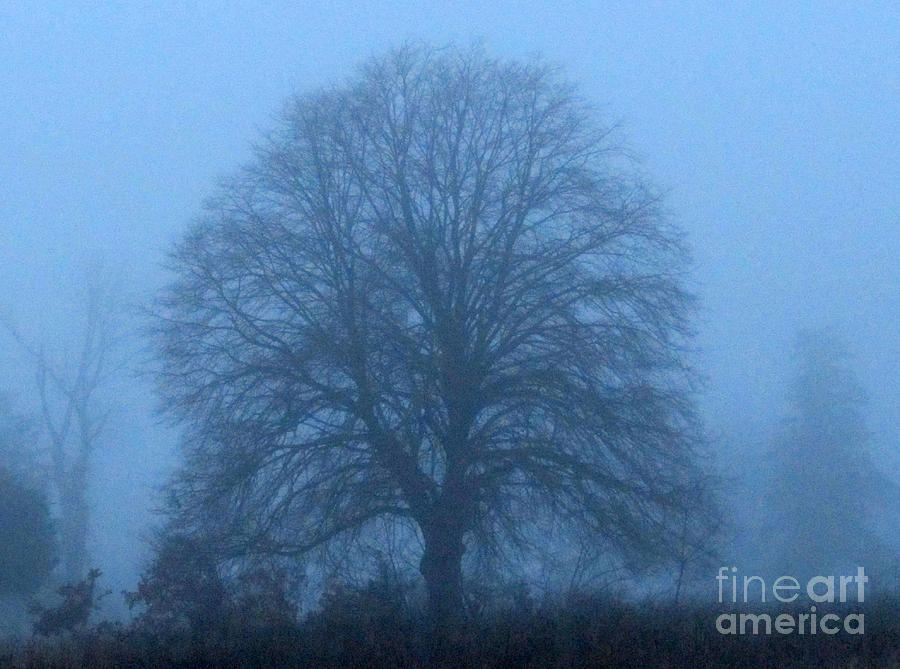 Still Life Photograph - Ghosts in the Mist by Rick Maxwell