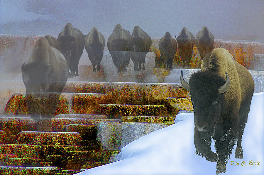 Ghosts of Yellowstone Photograph by Dan Earle Fine Art America
