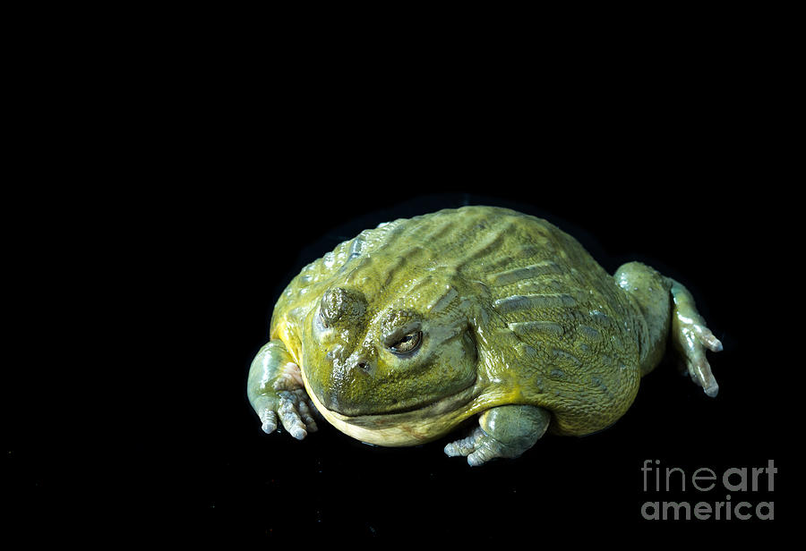 Giant African Bullfrog Photograph by Les Palenik