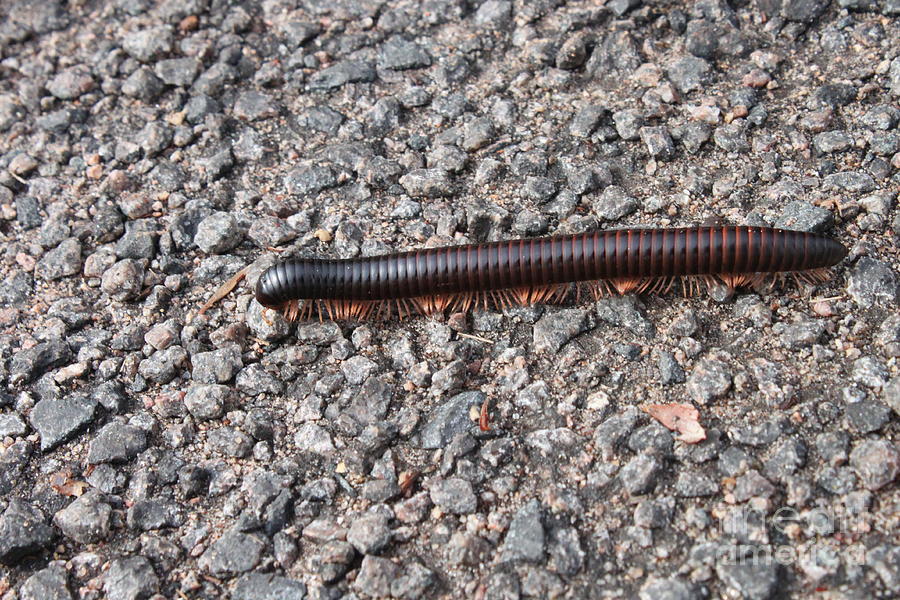 Giant African Millipede Photograph by Bev Conover
