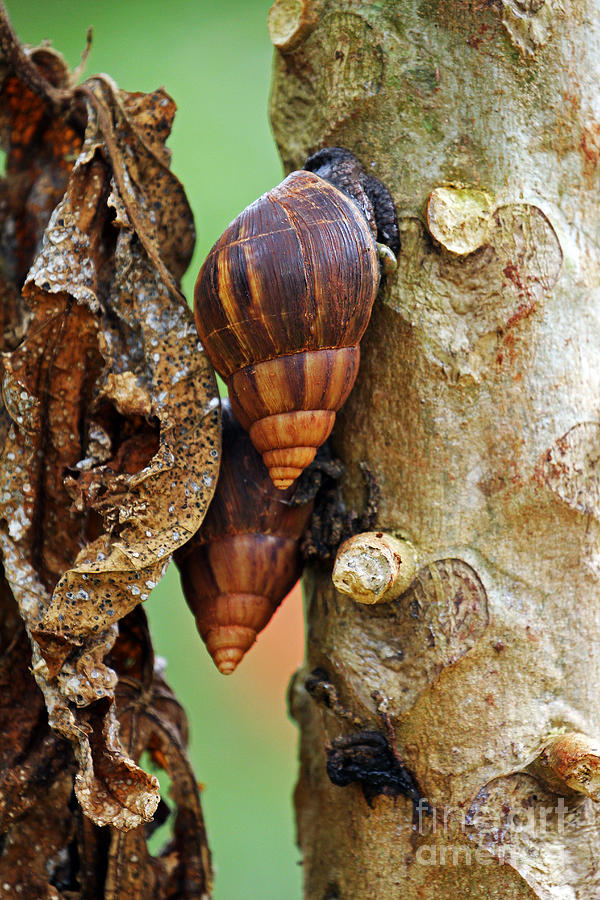 Giant African Snails Photograph by Jennifer Robin