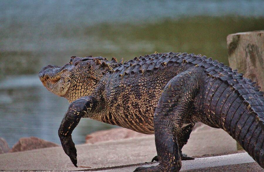 Giant Alligator  Photograph by Cynthia Guinn
