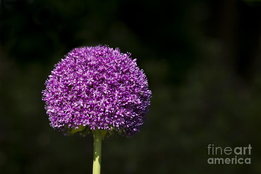 Giant Allium 2 Photograph by Andrea Silies