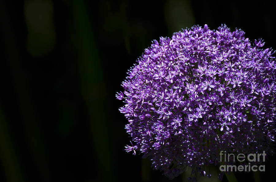 Giant Allium Photograph by Andrea Silies