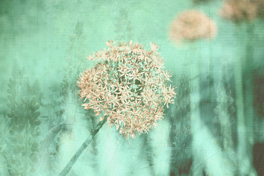 Giant Allium Montage Photograph by Bonnie Bruno