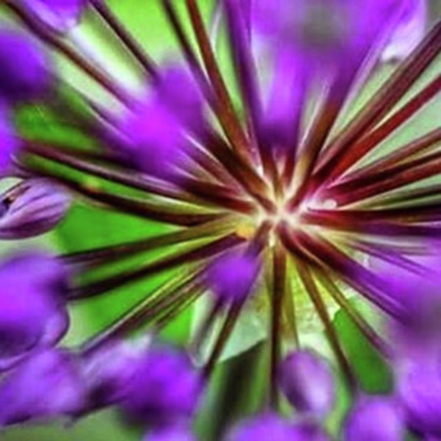 Nature Photograph - Giant Allium Spokes
#flowermagic by Sikena Khadija