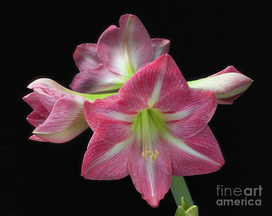 Giant Amaryllis Pink Photograph by Ann Jacobson