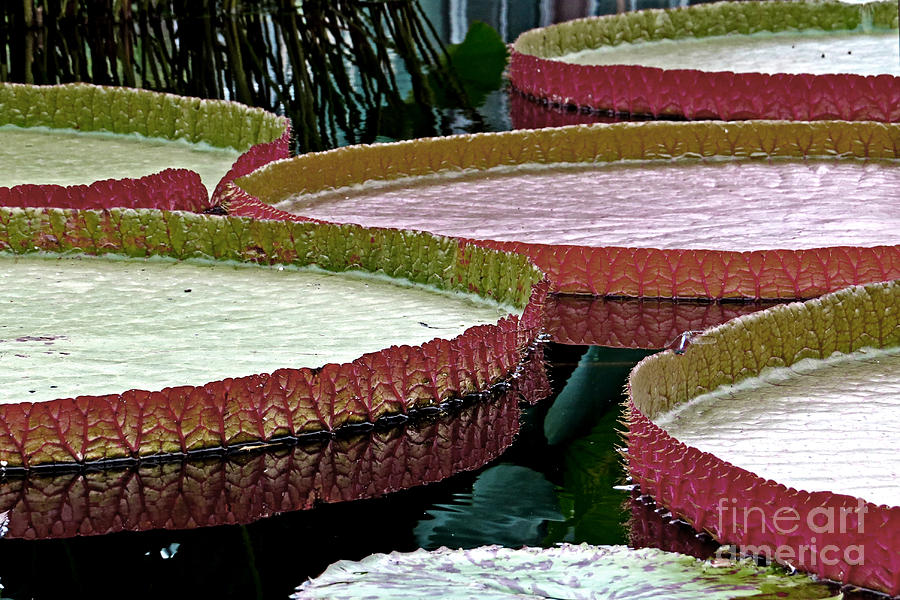Giant Amazon Lily Pads Photograph by Dawn Gari