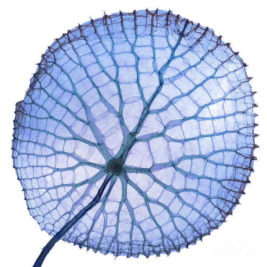Giant Amazon Water Lily, X-ray Photograph by Ted Kinsman