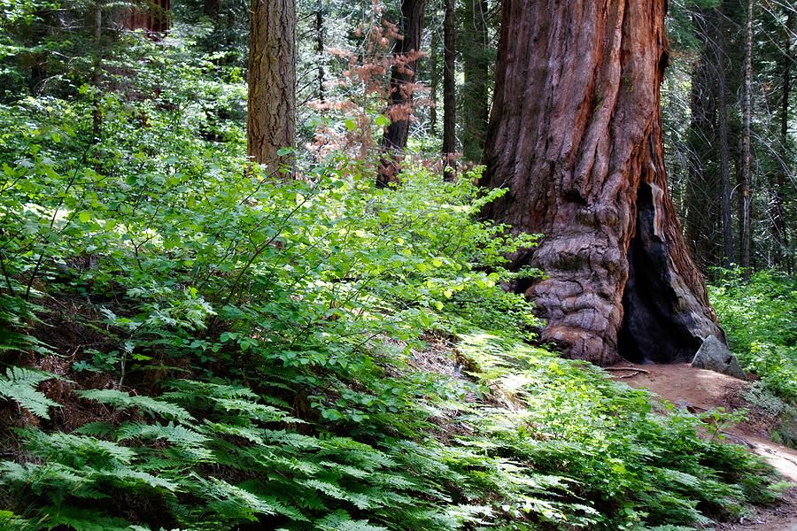 Giant Among The Forest Photograph by Lana Trussell