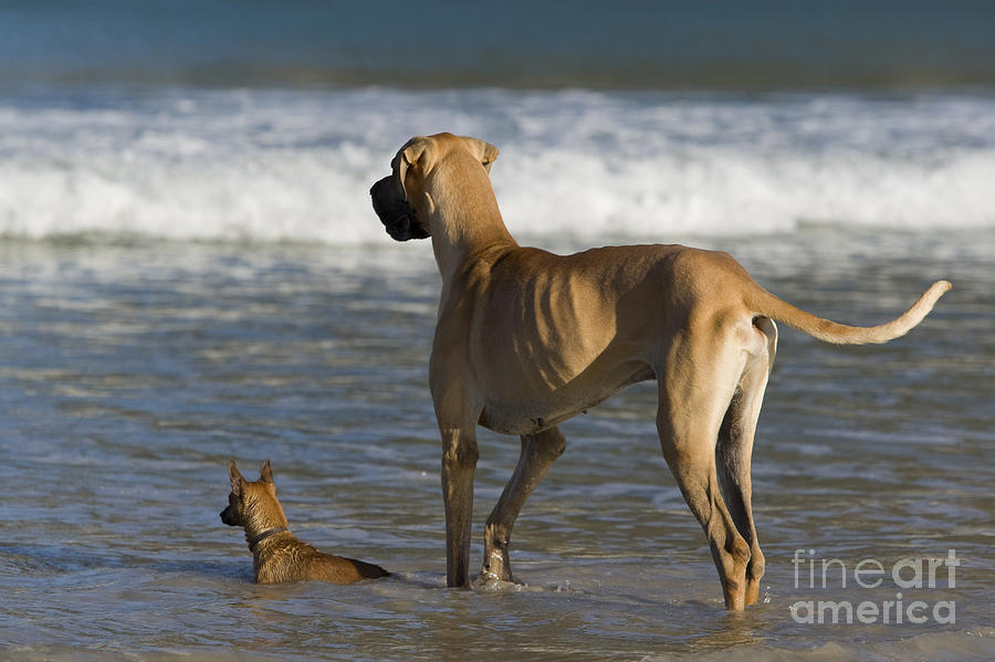 Great Dane Photograph - Giant And Tiny Dogs by Jean-Louis Klein & Marie-Luce Hubert