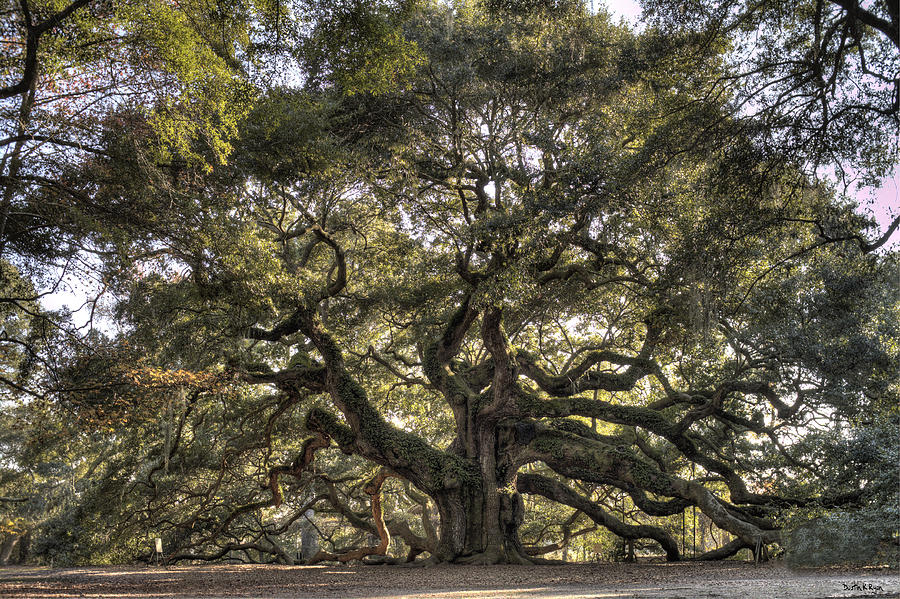 Tree Photograph - Giant Angel Oak Tree Charleston SC by Dustin K Ryan