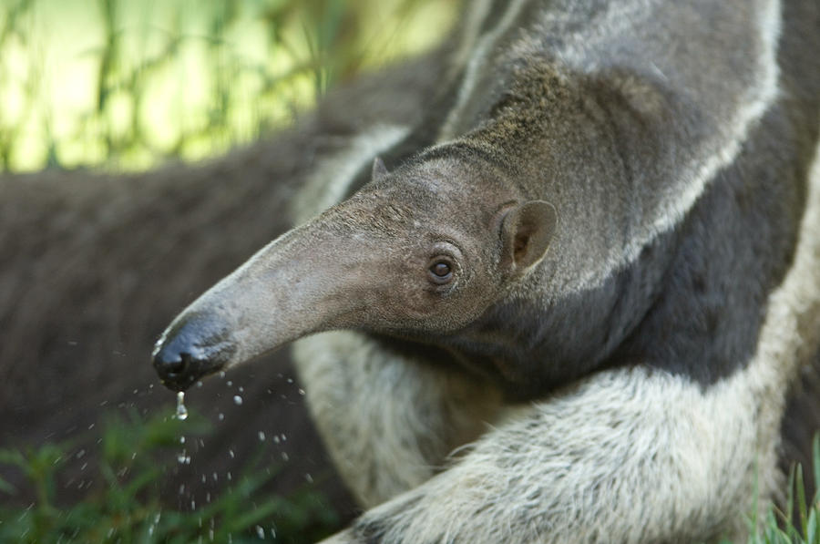 Nobody Photograph - Giant Anteaters Myrmecophaga Tridactyla by Joel Sartore Nobody Photograph - Giant Anteaters Myrmecophaga Tridactyla by Joel Sartore