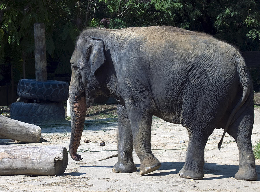 huggady elephant large