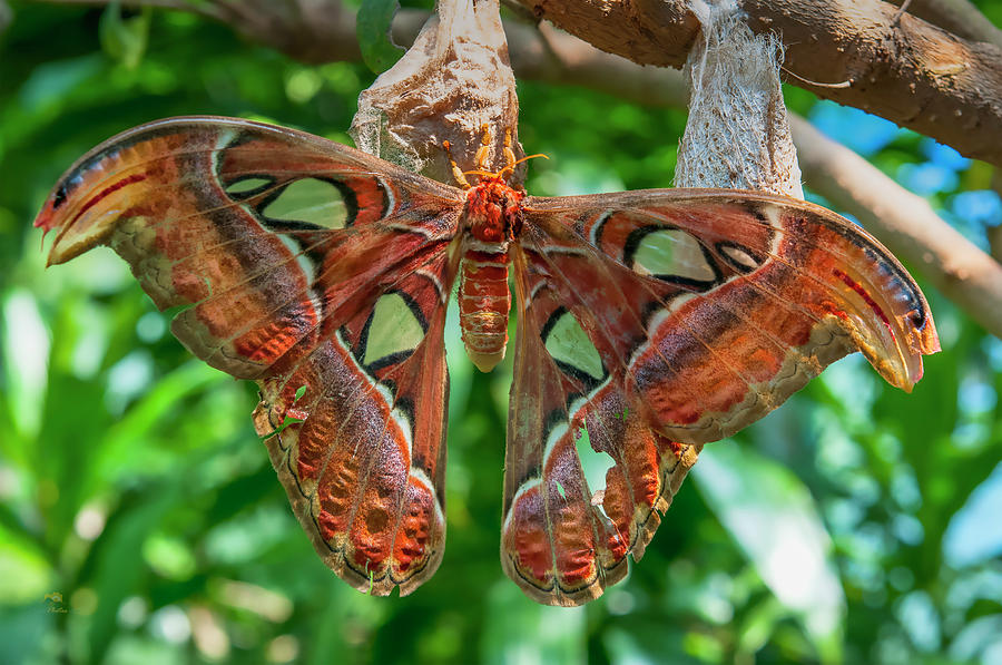 Giant Atlas Moth  Photograph by Jim Thompson