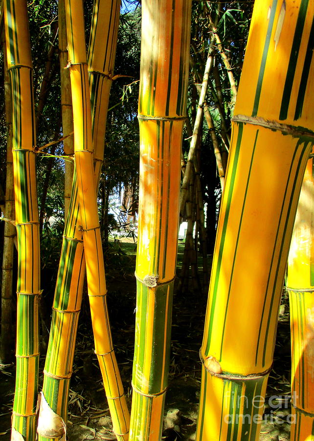 Giant Bamboo Azores Photograph by Randall Weidner
