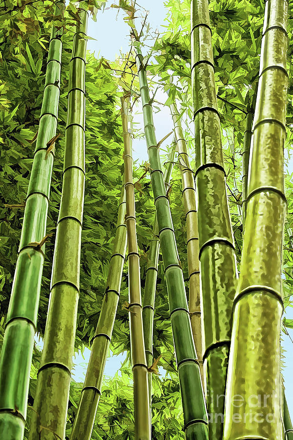 Giant Bamboo Photograph by Gabriele Pomykaj